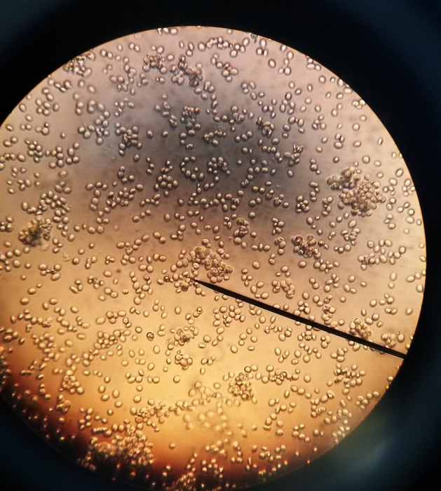 Cellule più longeve con l’invecchiamento pilotato