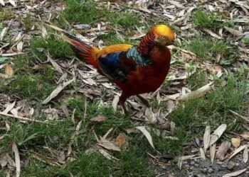 Cia, portare al 10% Iva su fagiani allevamento