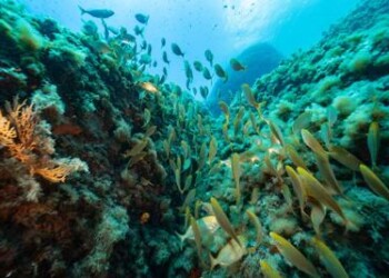 Clima: cambiamenti minacciano anche i fondali di Portofino 