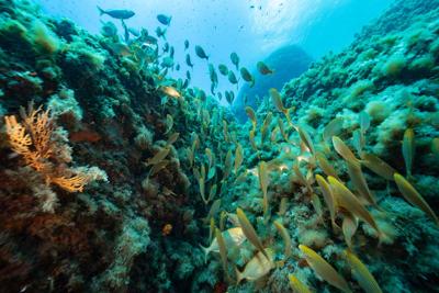 Clima: cambiamenti minacciano anche i fondali di Portofino 