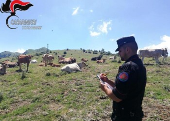 Controlli su pascolo in transumanza,12 mila euro di sanzioni