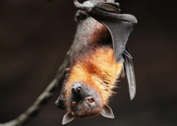 Coronavirus, il segreto per vincerlo è nei pipistrelli