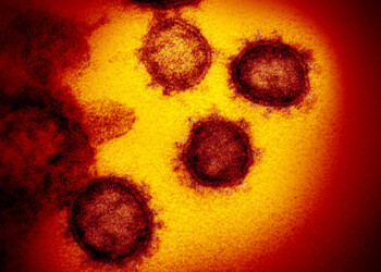 Dopo 6 mesi, il nuovo coronavirus è ancora un rompicapo