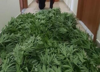Droga: coltivava marijuana in giardino,arrestato 66enne