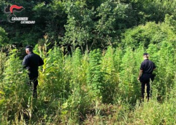 Droga: scoperta piantagione canapa, arrestato 65enne