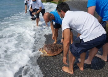 Due tartarughe caretta caretta rimesse in libertà a Genova