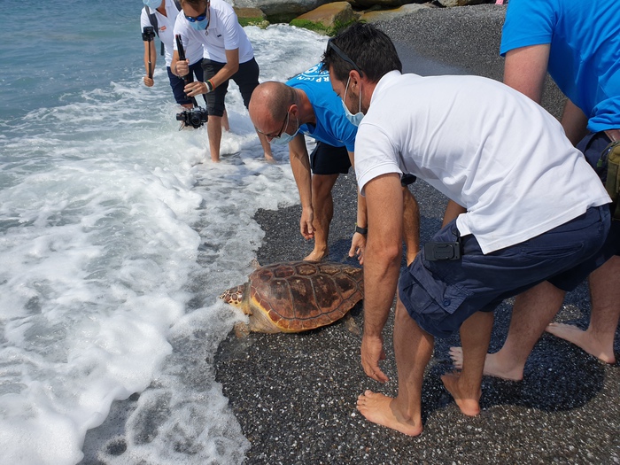 Due tartarughe caretta caretta rimesse in libertà a Genova
