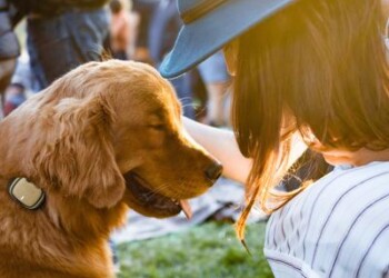 Estate, 10 consigli per proteggere Fido dal caldo  