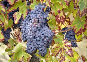 Festa dell’Uva di Gattinara spalmata i 4 mesi