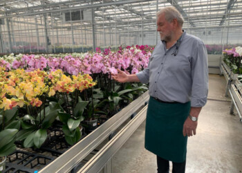 Florovivaismo, aiuti del governo contro l’onda lunga del Covid