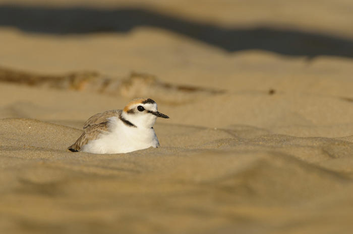 Fratino ucciso a ciabattate da un ragazzino in spiaggia