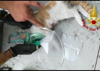 Gatto incastrato in vano motore salvato da Vvf nel Bolognese