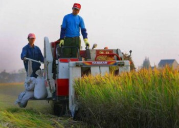 Grano e cereali: Anacer, cresce export a quota 258 milioni, import stabile