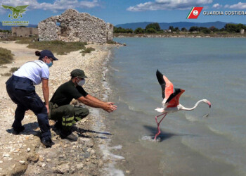 Liberato il fenicottero salvato in mare a Quartu