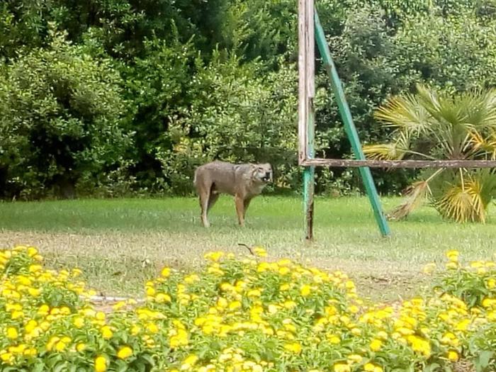 Lupo aggredisce turista in Salento