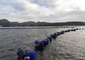 Nave-cargo incagliata: produttori cozze denunciano danni