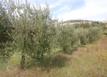 Coldiretti e Aprol, patto per rilanciare l’olio extravergine delle Marche dalle ferite del Covid