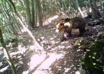Orso M49 sorvegliato dai forestali su monte Marzola