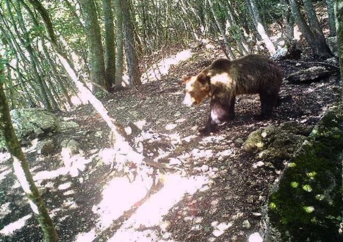 Orso M49 sorvegliato dai forestali su monte Marzola