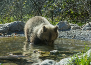 Orso ucciso, imputato dovrà risarcire Pnalm