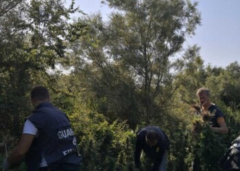 Piantagione marijuana in zona impervia a Campomarino