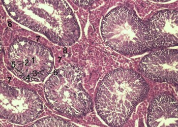 Precursori degli spermatozoi in provetta, arma anti-sterilità