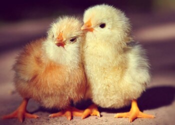 Ogni anno in Italia sono 40 milioni i pulcini maschi uccisi per la produzione di uova.