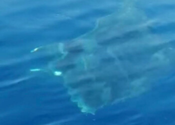 Rarissimo avvistamento di un “Diavolo di Mare” tra Capri e Sorrento. Video