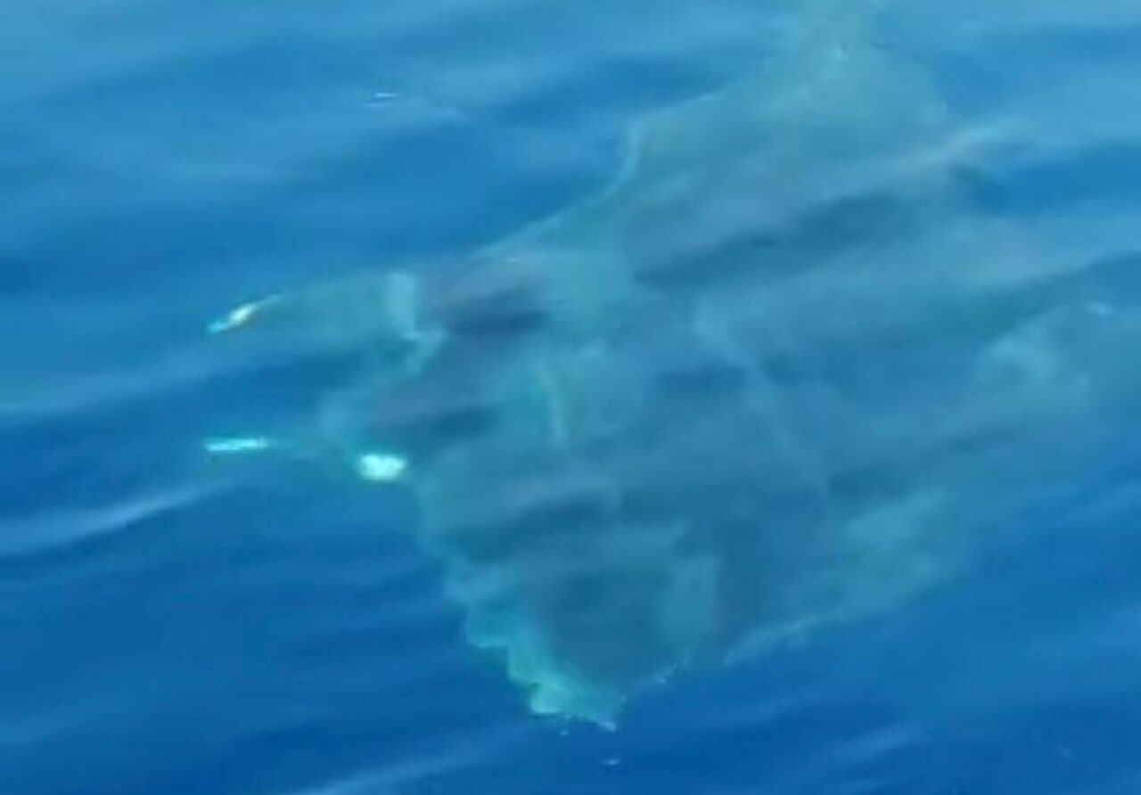 Rarissimo avvistamento di un “Diavolo di Mare” tra Capri e Sorrento. Video