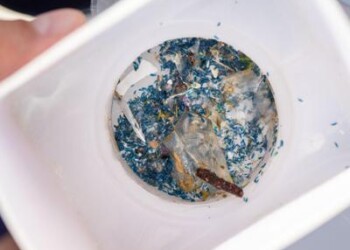 Santuario Cetacei, microplastica e fibre tessili in pesci e invertebrati 