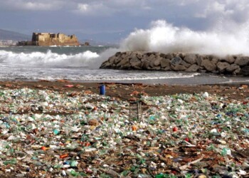 Scampi mangia-plastica, salute e mare a rischio