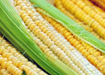 Scoperti due geni che regolano la fioritura del mais