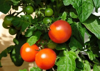 Scoperto il gene per piante di pomodoro più longeve