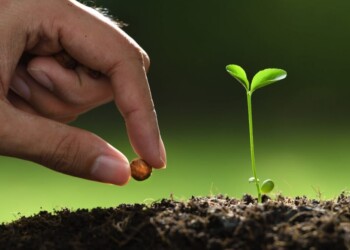 Semi di Agricoltura:scoperta alimentare, dell’attività umana che porta le specie vegetali nell’alimentazione dell’uomo.