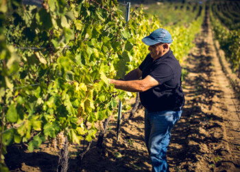 Sos vendemmia, serve quarantena attiva per lavoratori Est