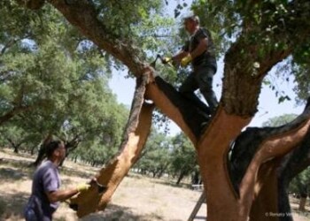 Sostenibilità: inizia stagione decortica, simbolo di rinascita e sapiente manualità 