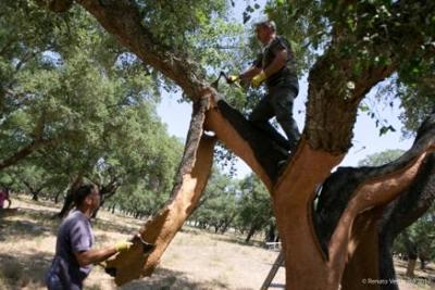 Inizia la stagione della decortica, simbolo di rinascita e sapiente manualità