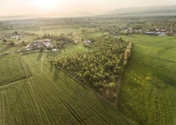 Sostenibilità: Sgambaro, entro il 2030 pasta ‘climate positive’  