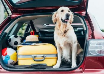 Turismo: 3,5 mln di italiani in vacanza con il proprio animale 
