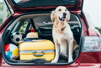 Vacanze pet friendly per un italiano su 3