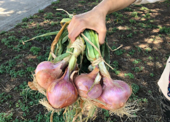 La Cipolla di Airola è un nuovo Presidio Slow Food: scopriamo il perché!