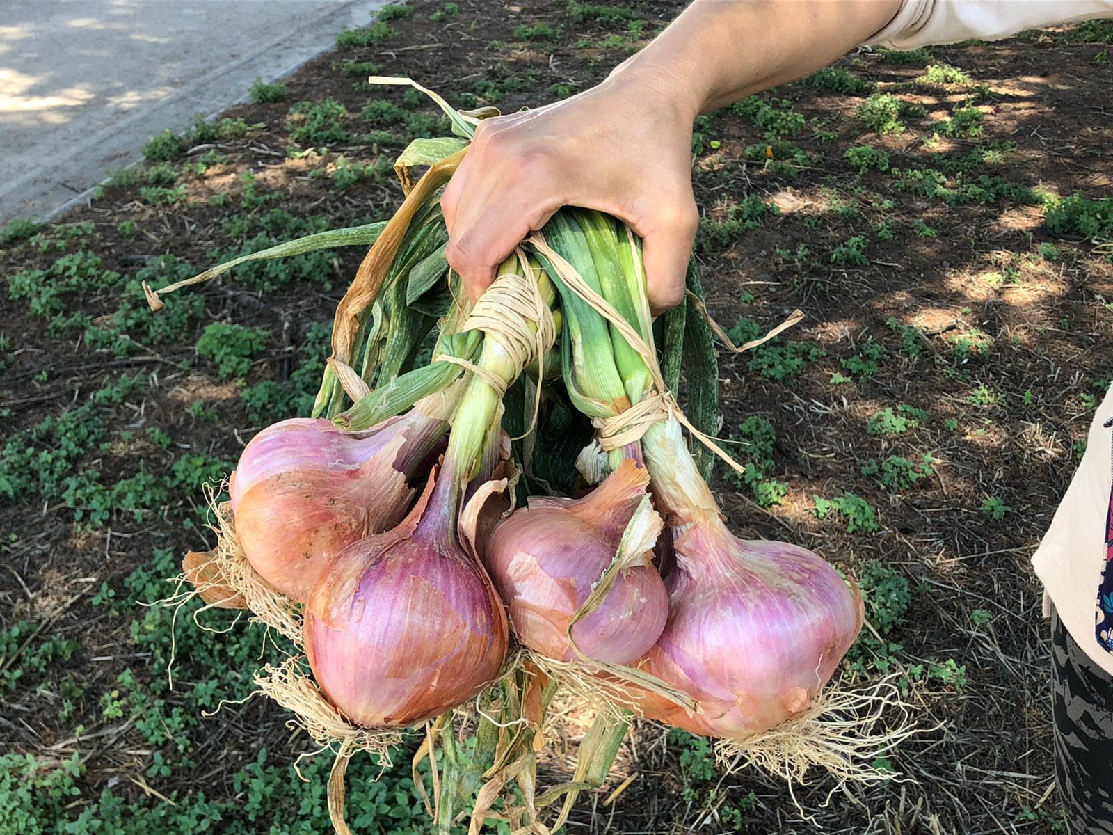 La Cipolla di Airola è un nuovo Presidio Slow Food: scopriamo il perché!