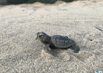 WWF: un minuto di silenzio per Monte Cofano. Evento ad Alcamo, attendendo la schiusa delle uova della Caretta caretta