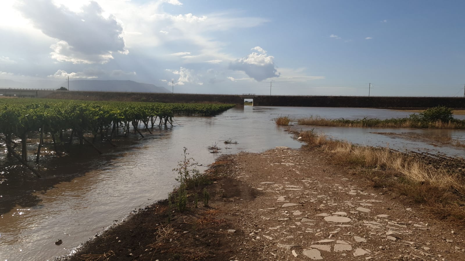Puglia, estate disastrosa per l’agricoltura. La CIA “Stato di calamità”