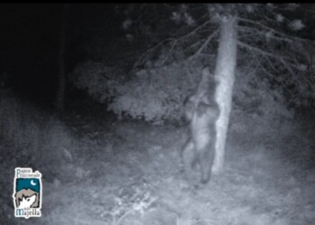 Parco Majella, orso si gratta beatamente su grosso albero. Gli orsi lasciano così i loro campioni genetici: l’analisi è prevista dal Progetto Europeo Life Arcprom