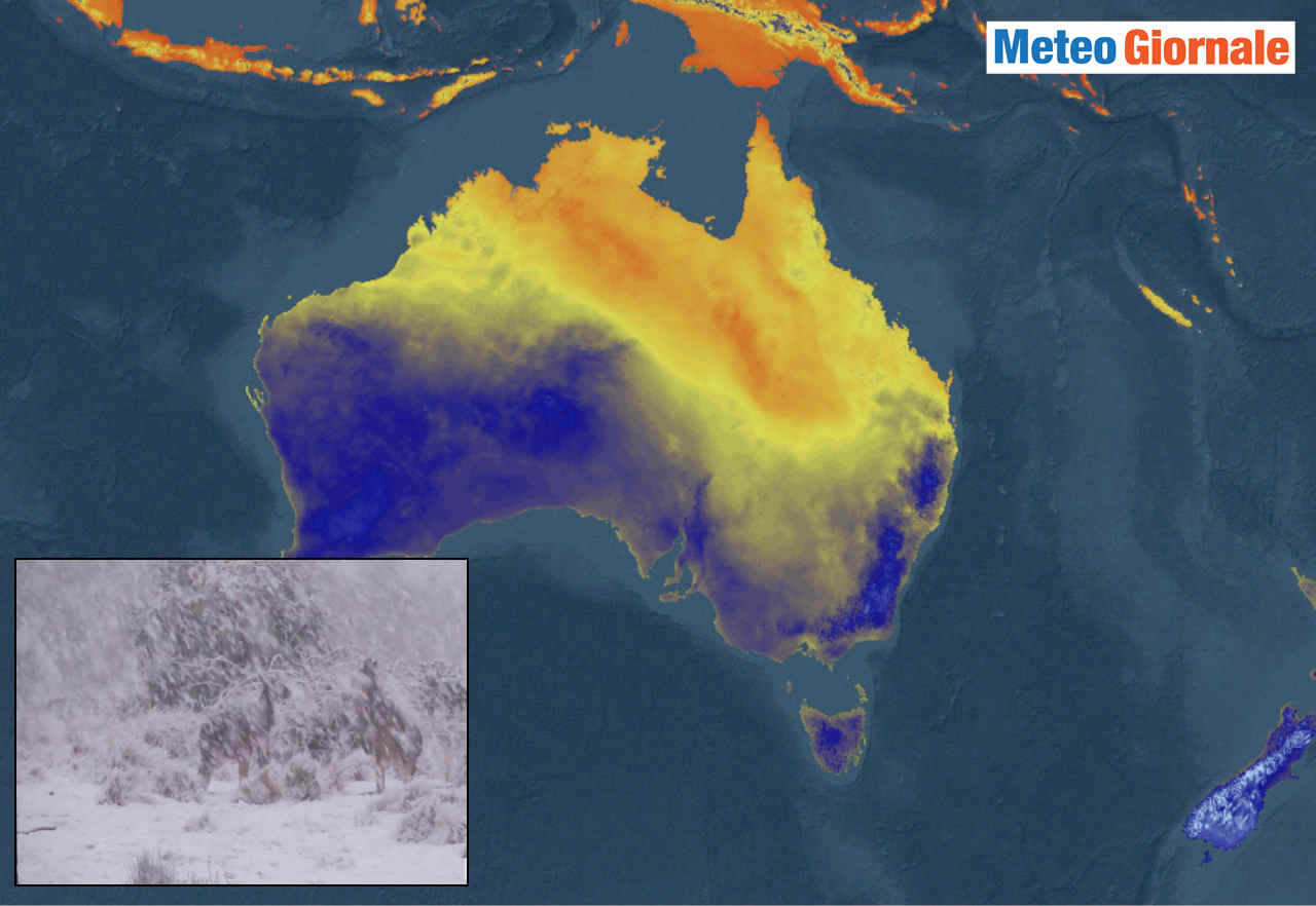 Australia, freddo, battaglia di canguri sotto la neve. Video meteo