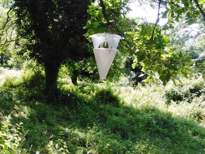 ForGargano, una foresta pronta per essere piantata