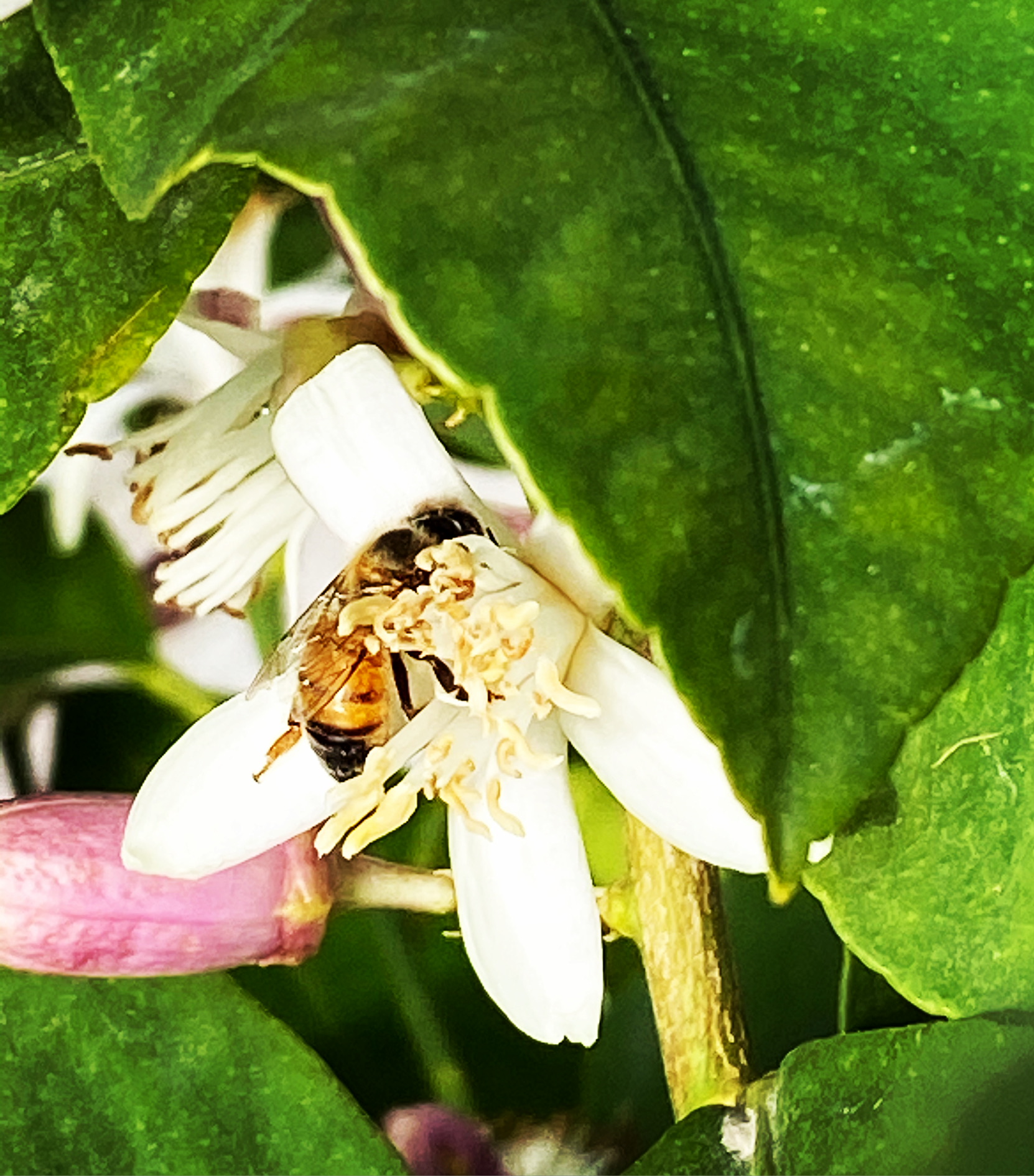 Semi di agricoltura:L’importanza delle Api nel mantenimento della biodiversità per il nostro Pianeta