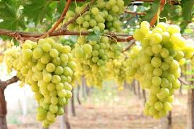 Uva da tavola, CIA Puglia e Comitato Liberi Agricoltori: “Nessun favore ai breeders”