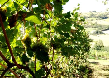 Coldiretti Marche, vendemmia 2020: tra le incognite del Covid ci si prepara a un’annata di qualità e quantità